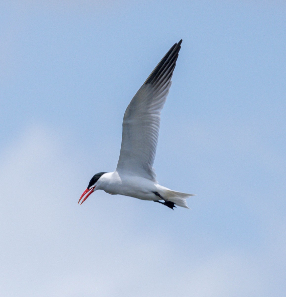 Caspian Tern - ML566997761