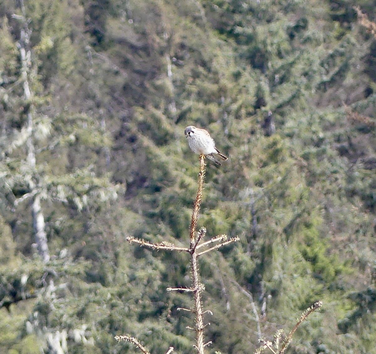 American Kestrel - ML566999081