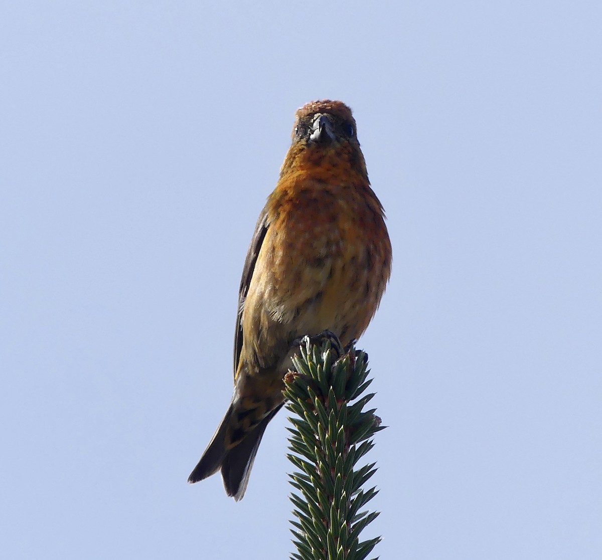 Red Crossbill - Mary McCafferty