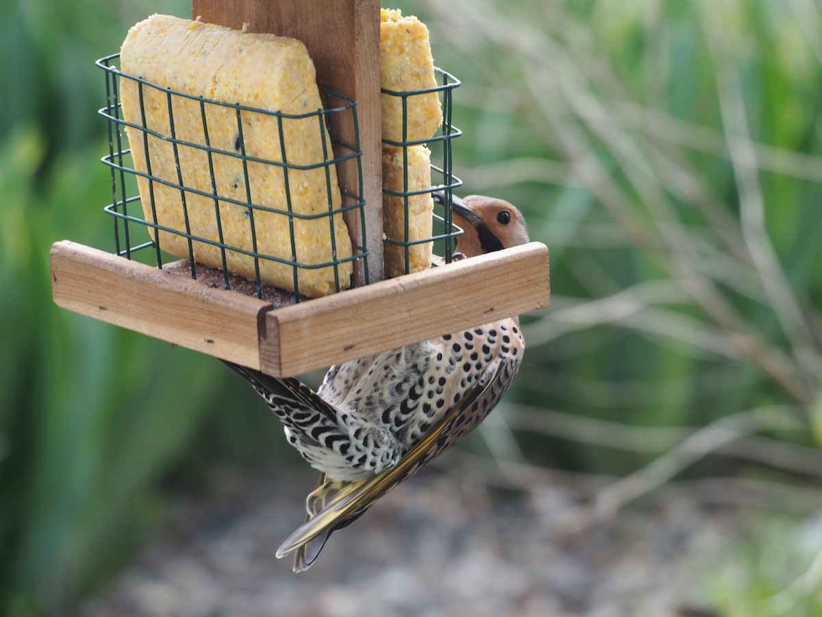 Northern Flicker - ML567000221