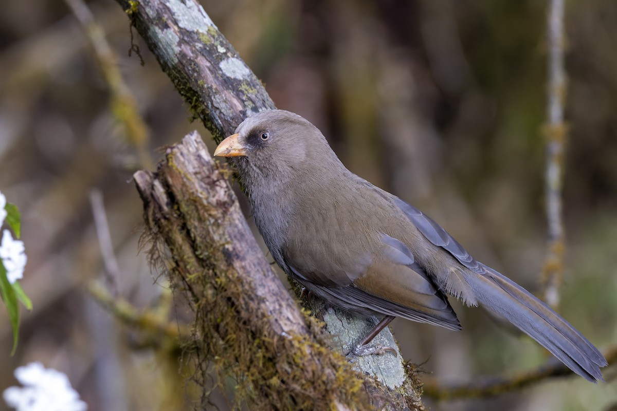 Great Parrotbill - Bradley Hacker 🦜