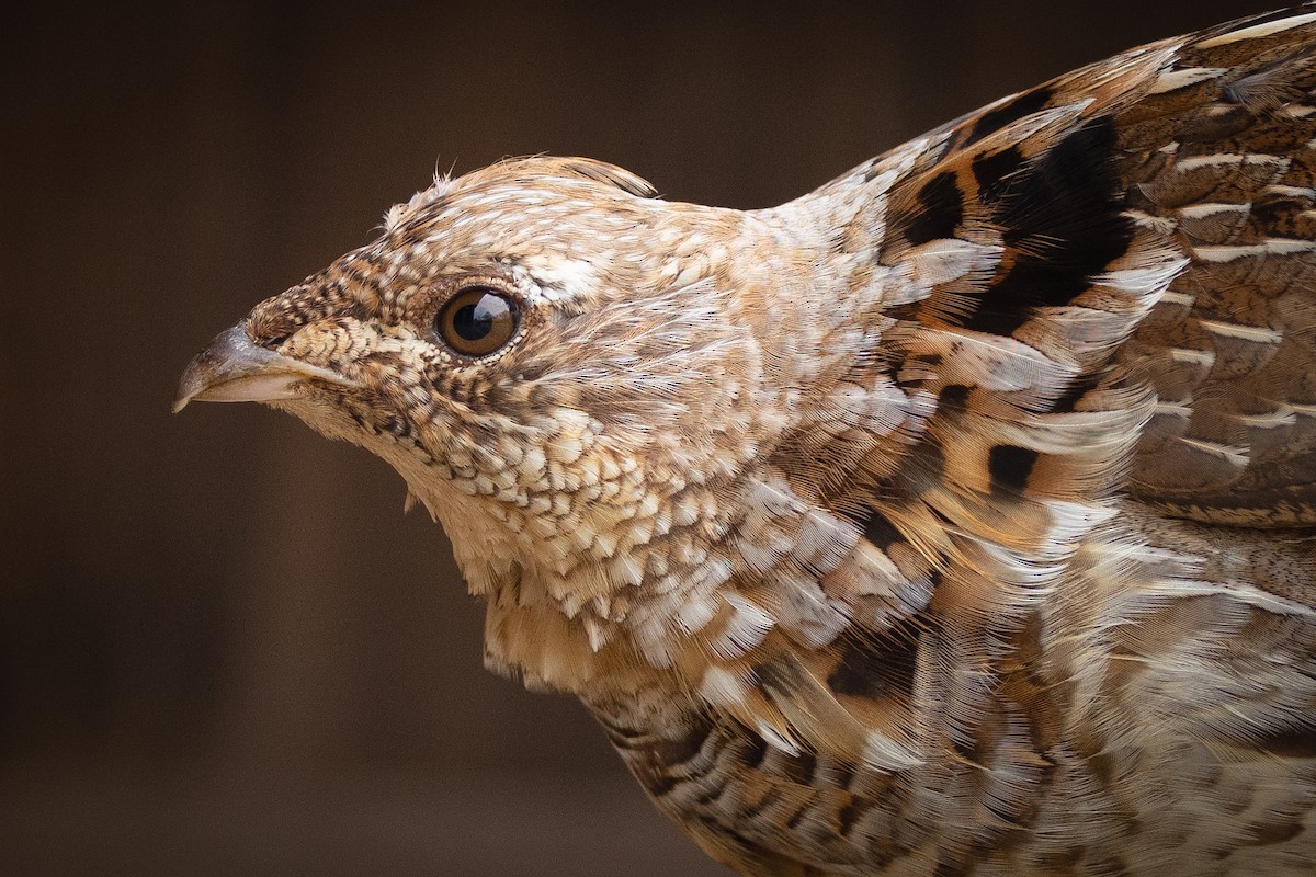 Ruffed Grouse - ML567001891