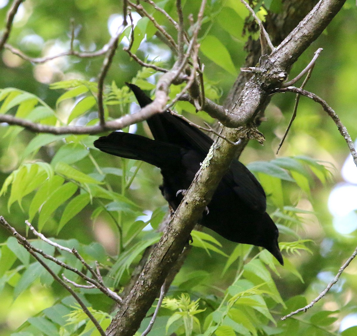 Common Raven - ML567002541