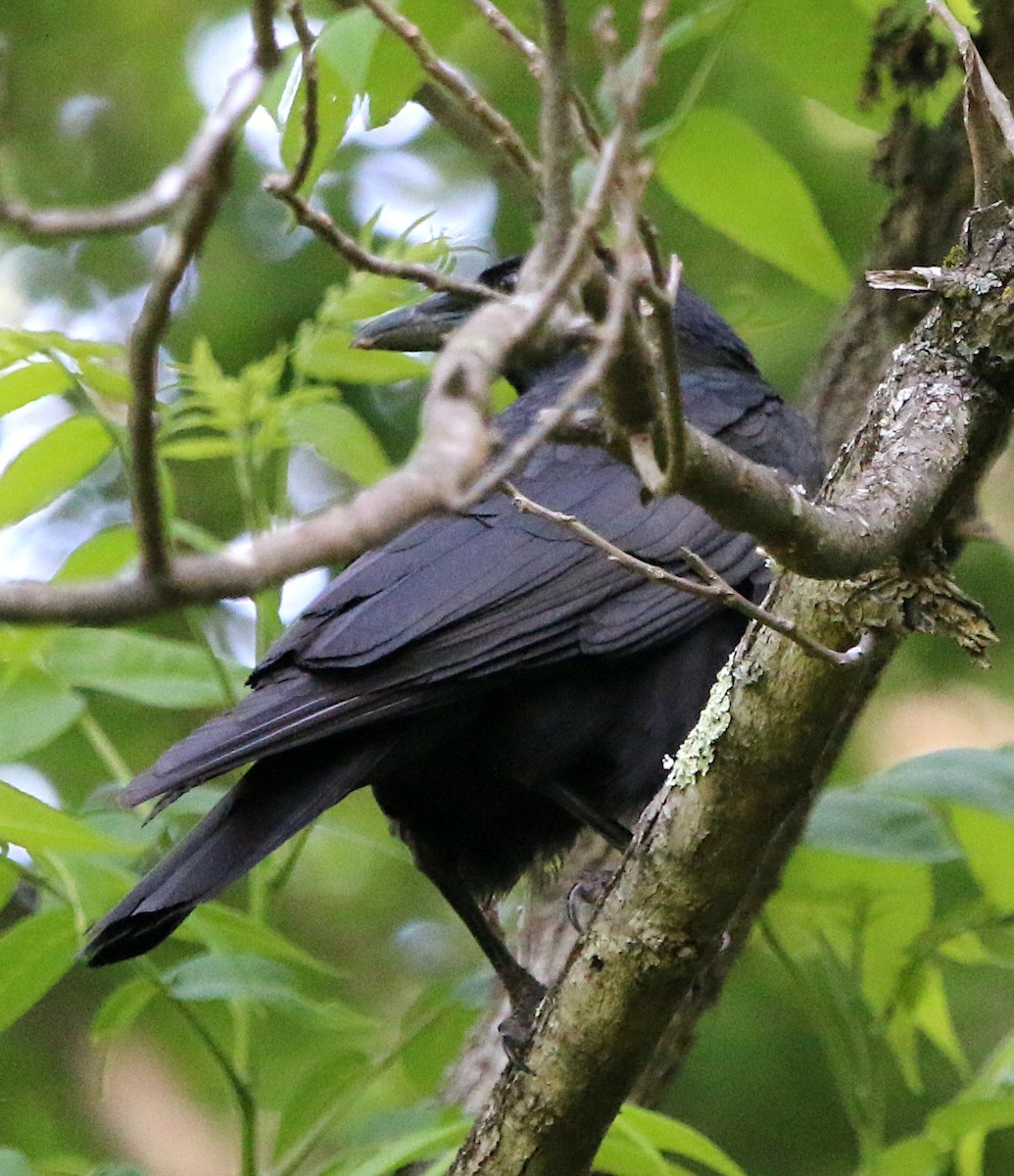 Common Raven - ML567002631