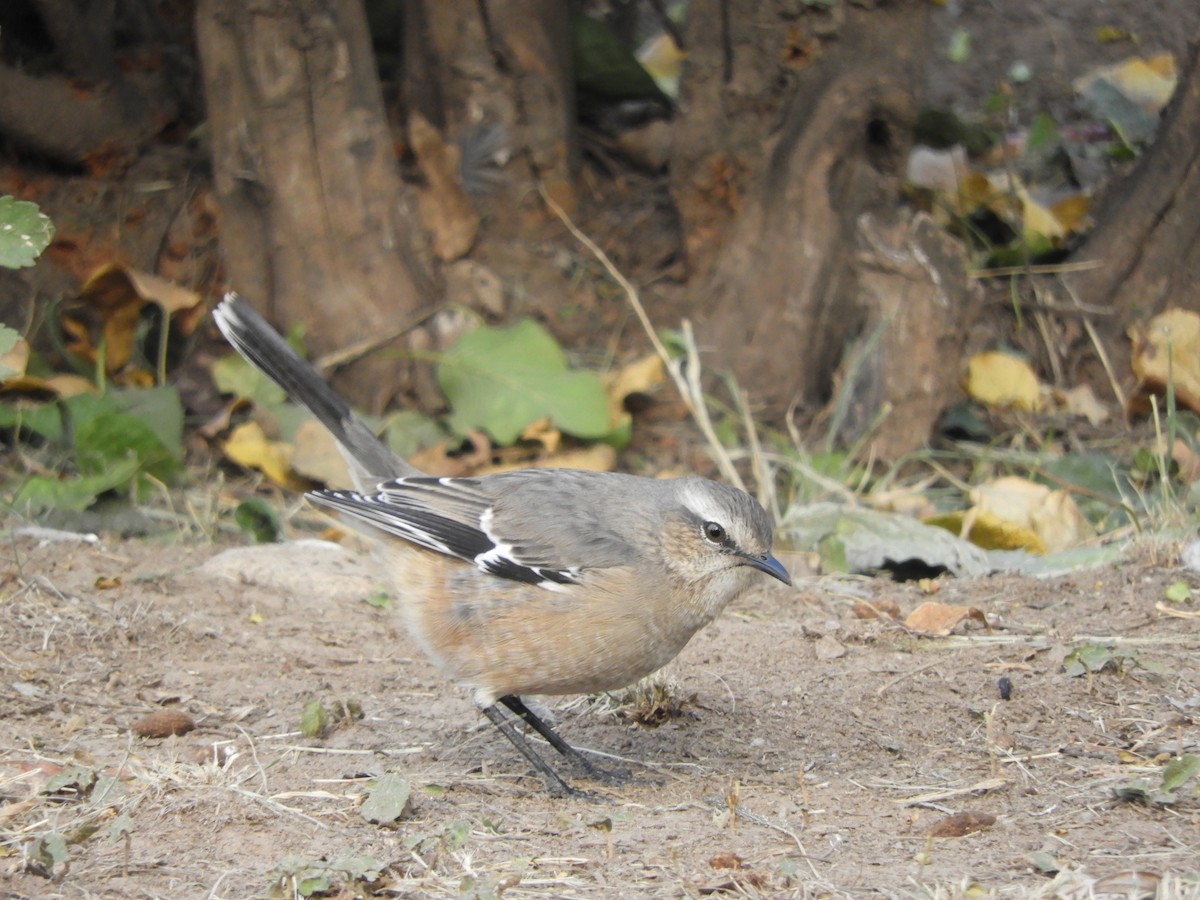 Patagonian Mockingbird - ML567002661