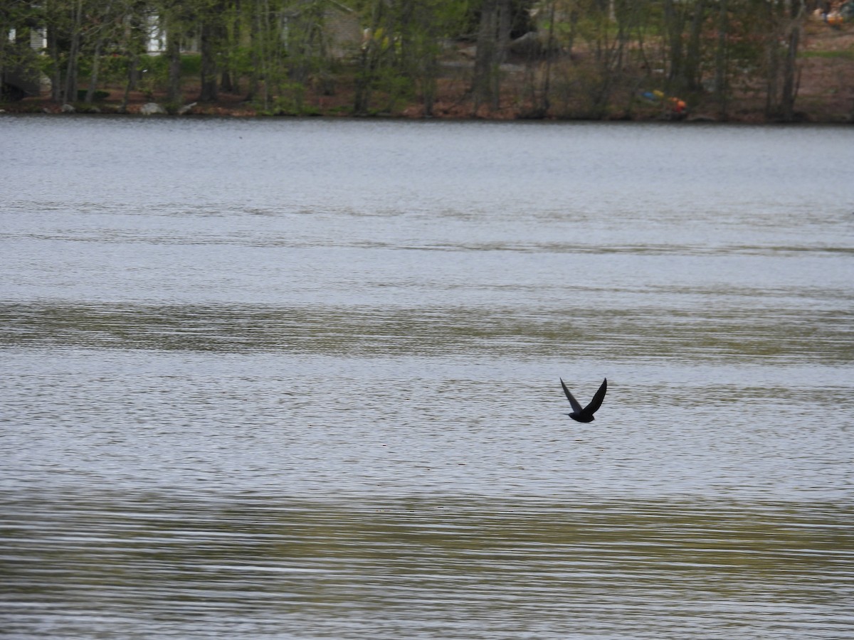 Purple Martin - ML567005311