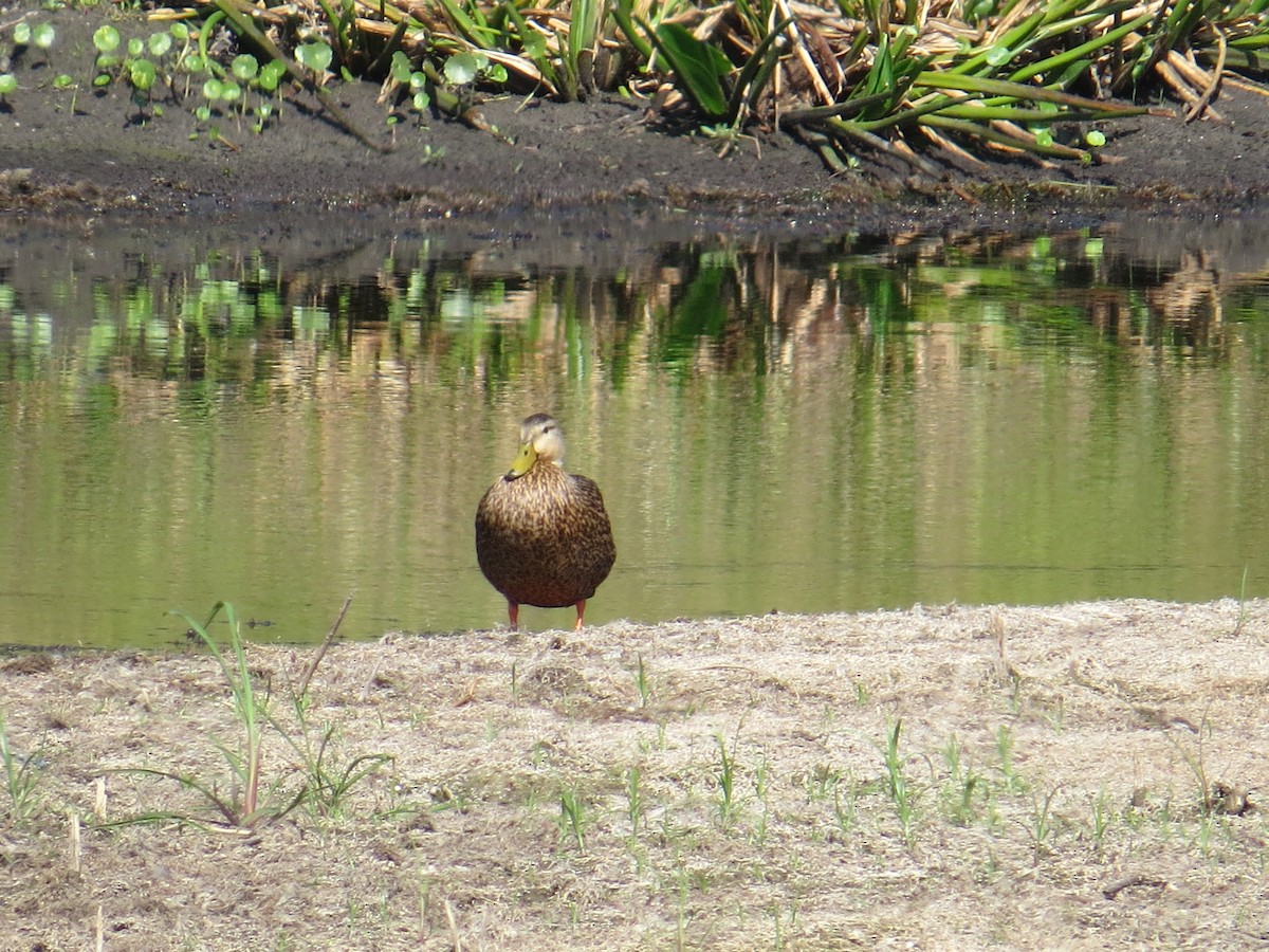 Mottled Duck - David & Jill Kaminski