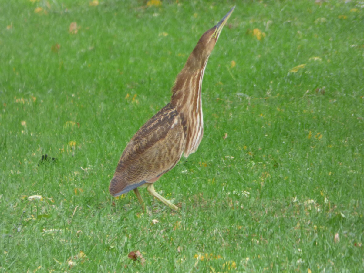 American Bittern - ML567006301