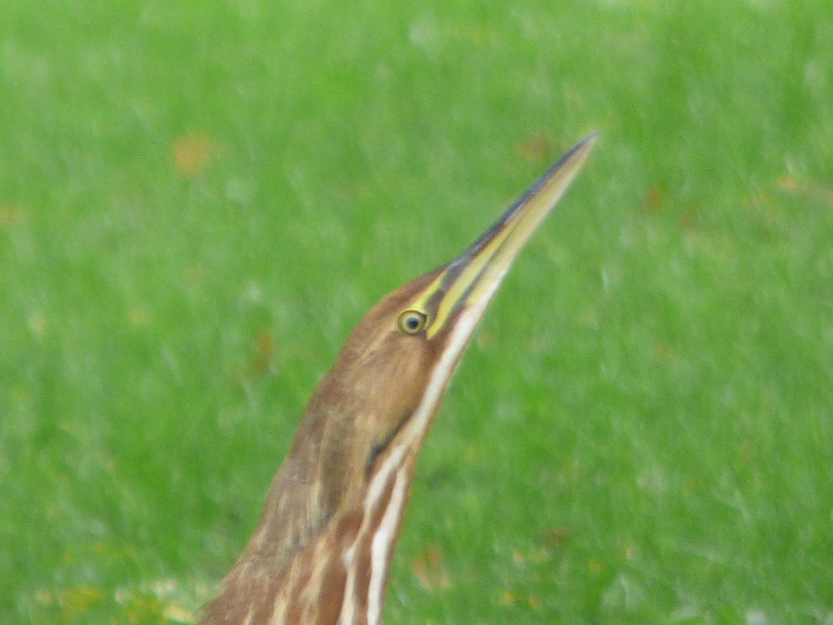 American Bittern - ML567006661