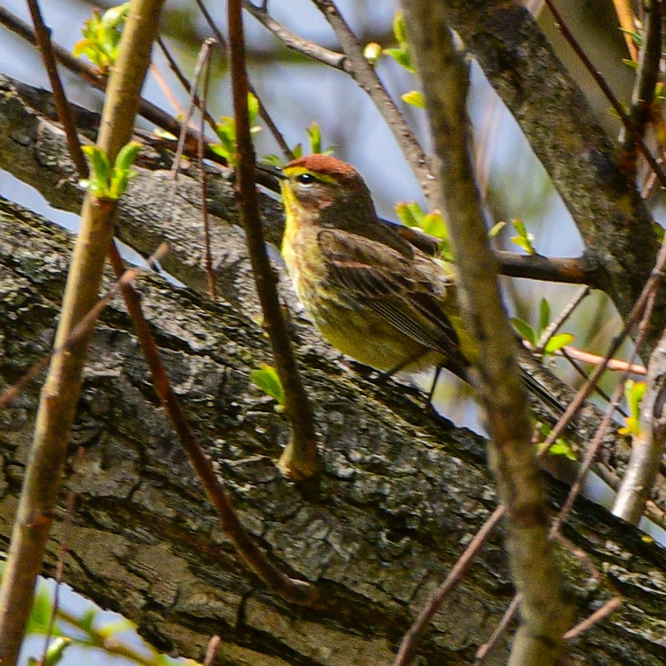 Palm Warbler - ML567006731