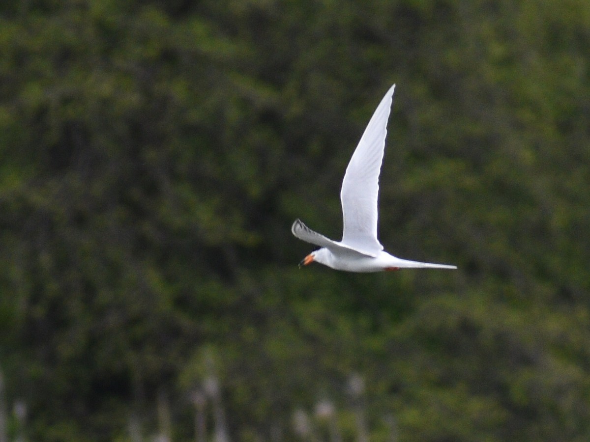 Forster's Tern - ML567007461