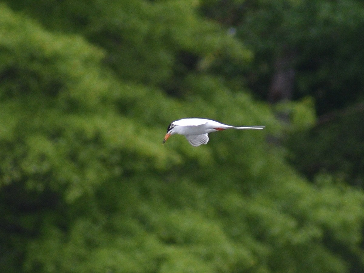 Forster's Tern - ML567007481