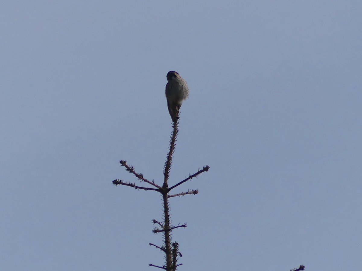 American Kestrel - ML567007691