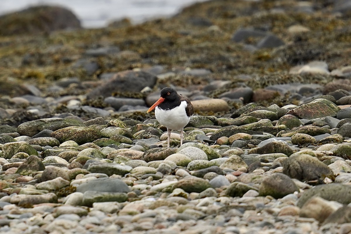 American Oystercatcher - ML567008201