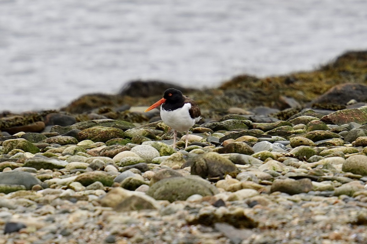 American Oystercatcher - Bob Plohr