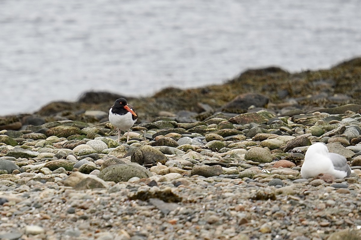 American Oystercatcher - ML567008231