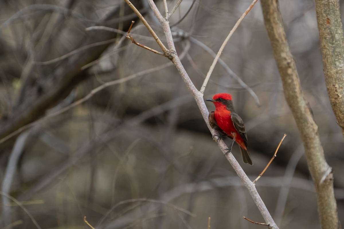 Vermilion Flycatcher - ML567008381