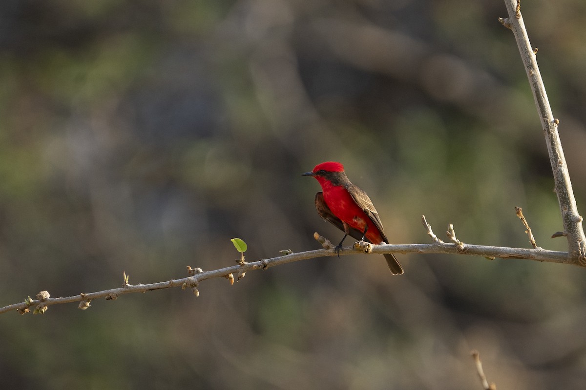 Vermilion Flycatcher - ML567008391