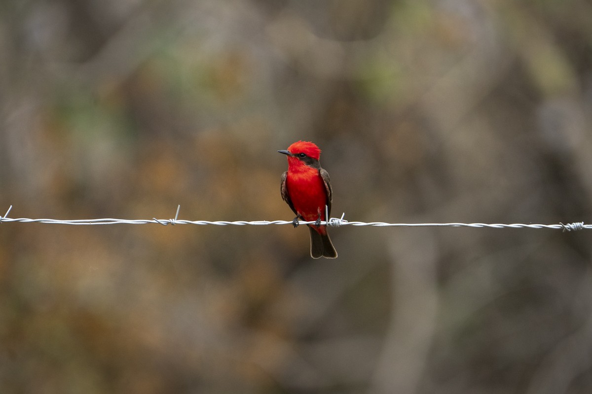 Vermilion Flycatcher - Jim Jordan