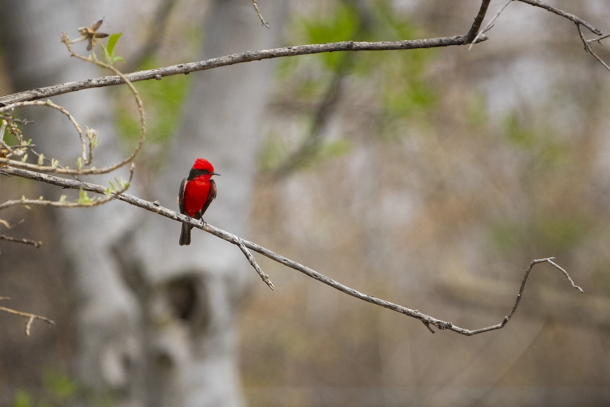 Vermilion Flycatcher - ML567008411