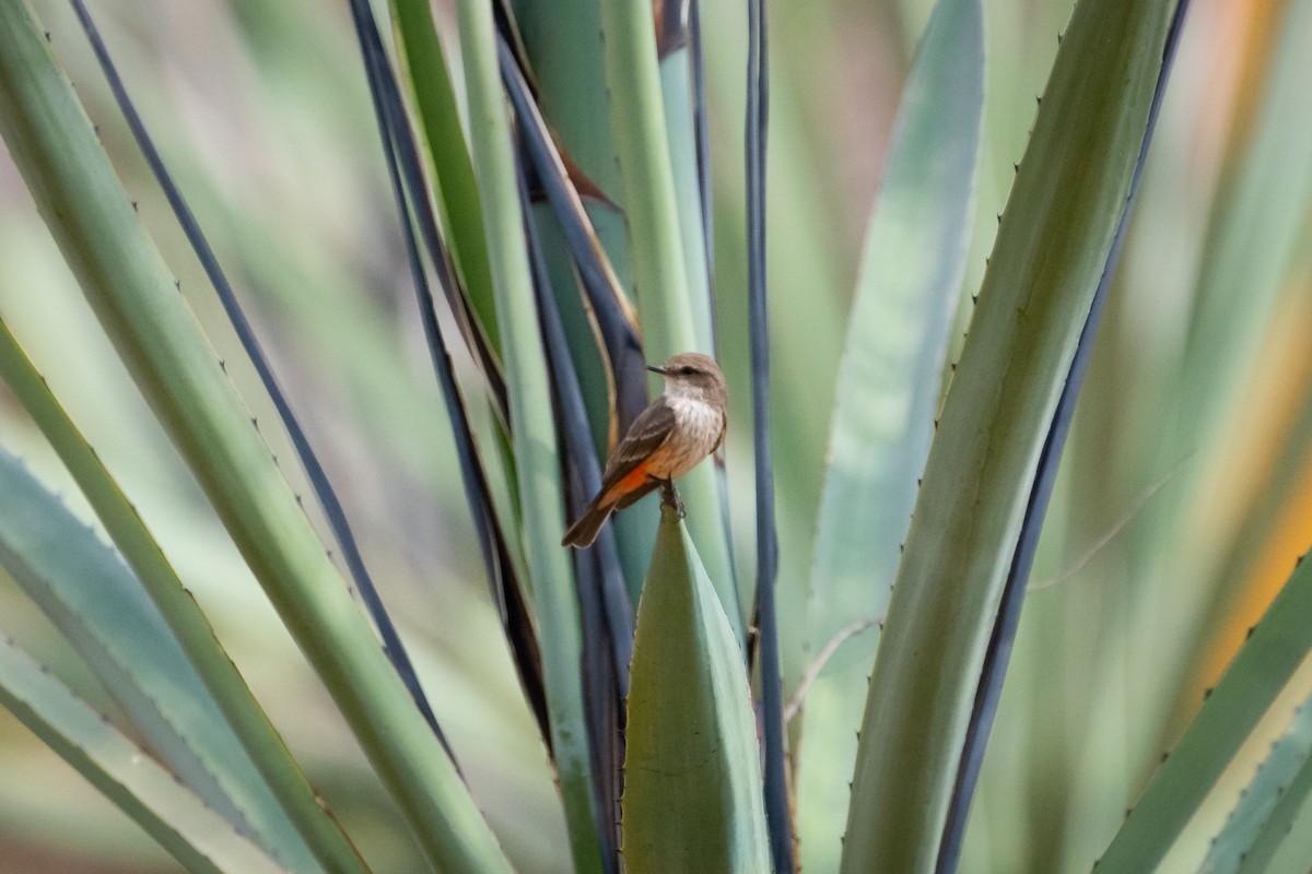 Vermilion Flycatcher - Jim Jordan