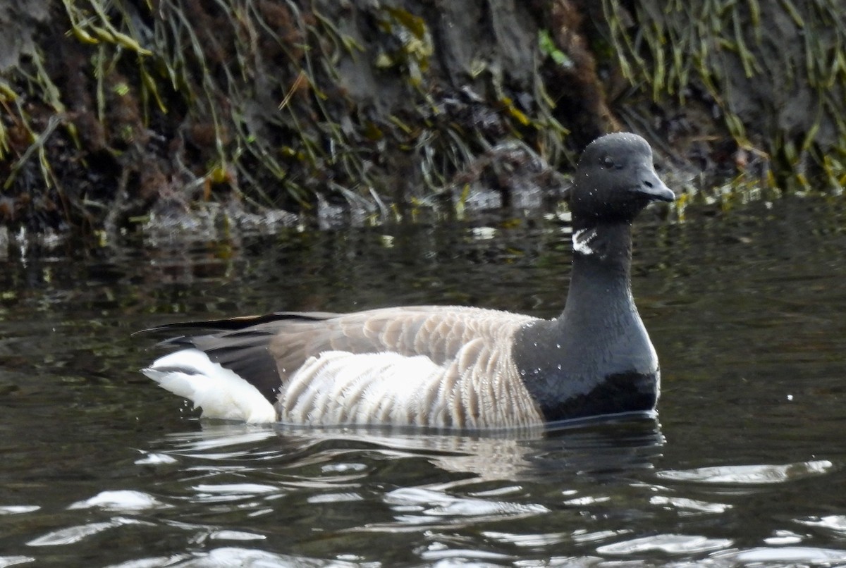 Branta musubeltza - ML567008661