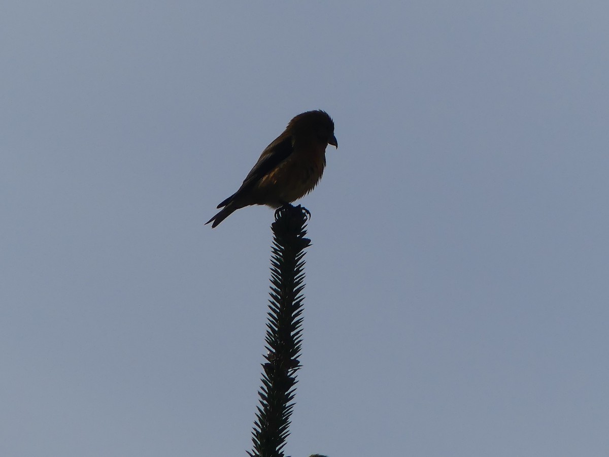 Red Crossbill - Gus van Vliet