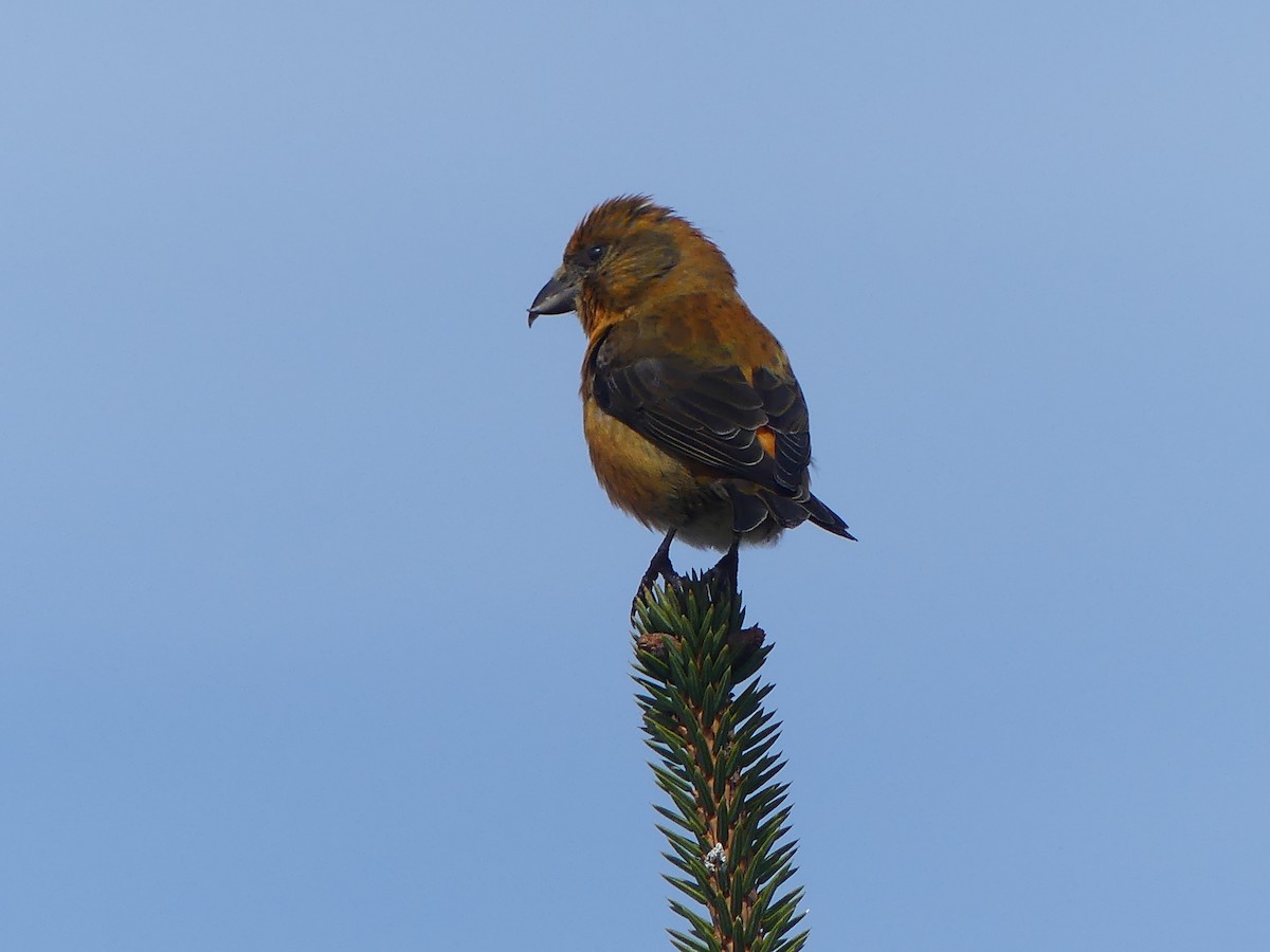 Red Crossbill - Gus van Vliet