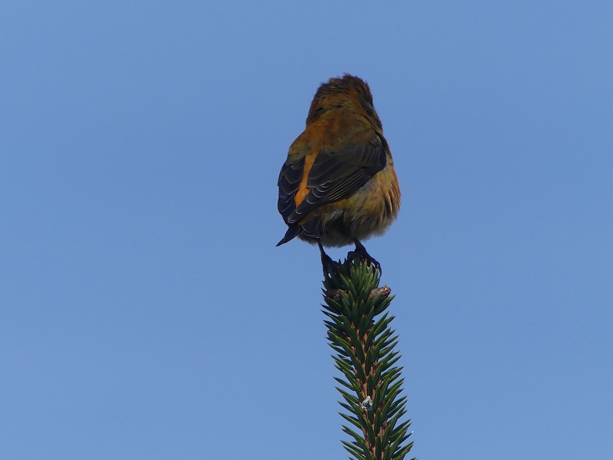 Red Crossbill - Gus van Vliet