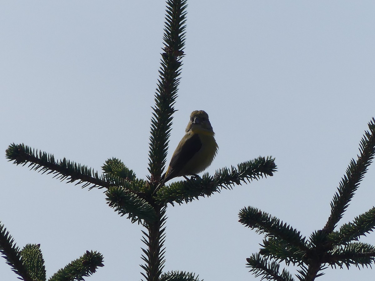 Red Crossbill - Gus van Vliet