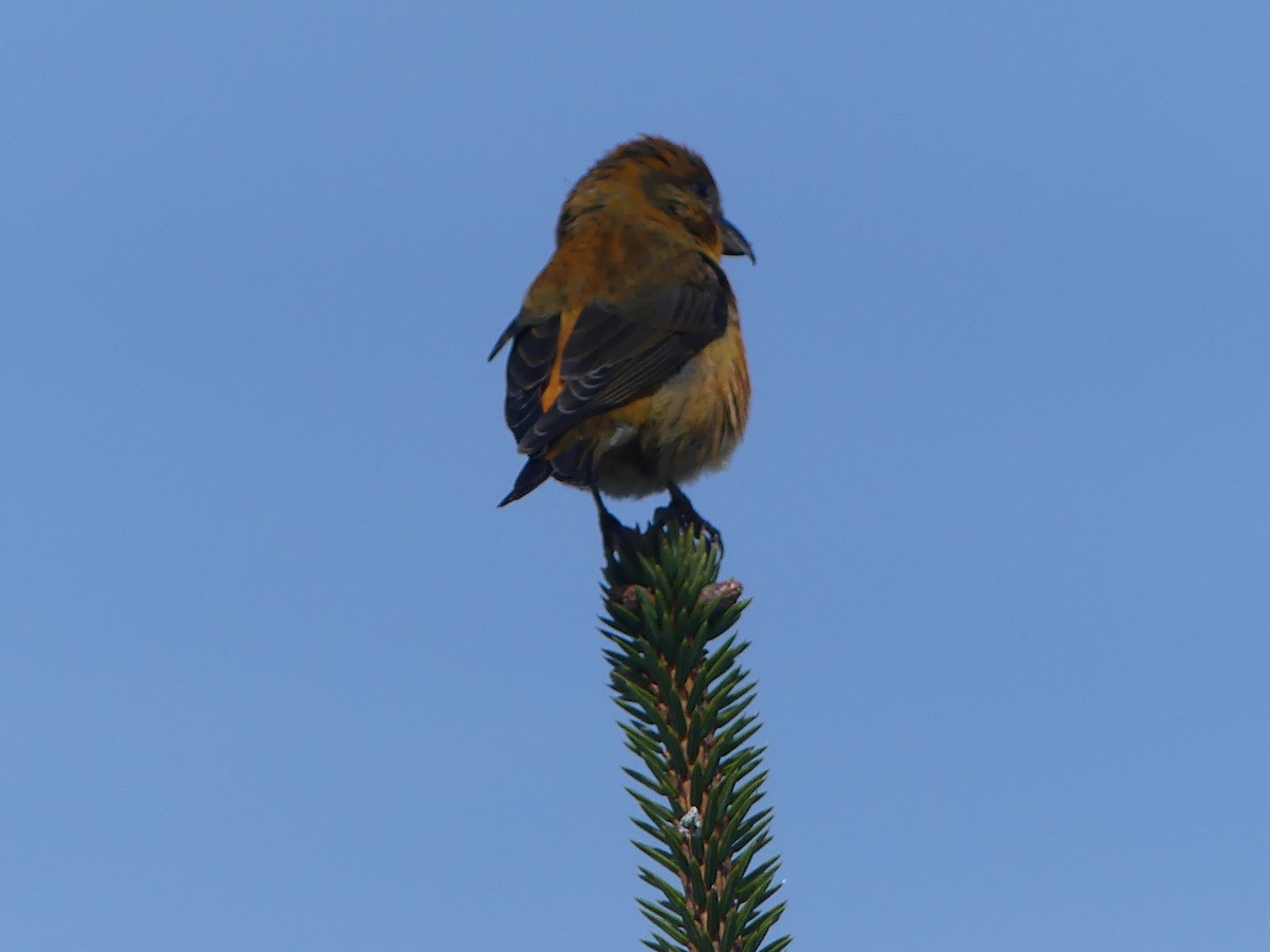 Red Crossbill - Gus van Vliet