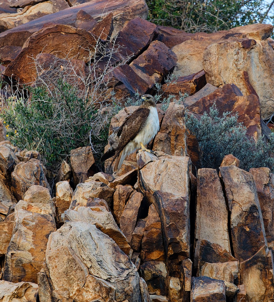 Red-tailed Hawk - Brandon Best