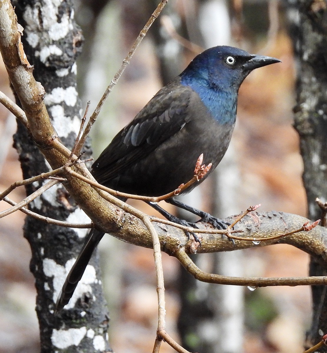 Common Grackle - kim schonning