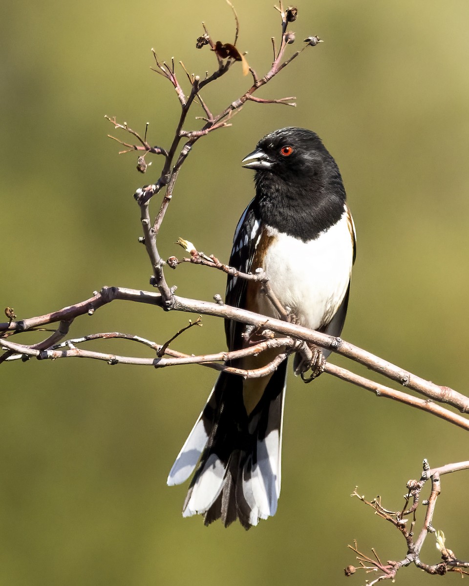 Spotted Towhee - Bob Martinka