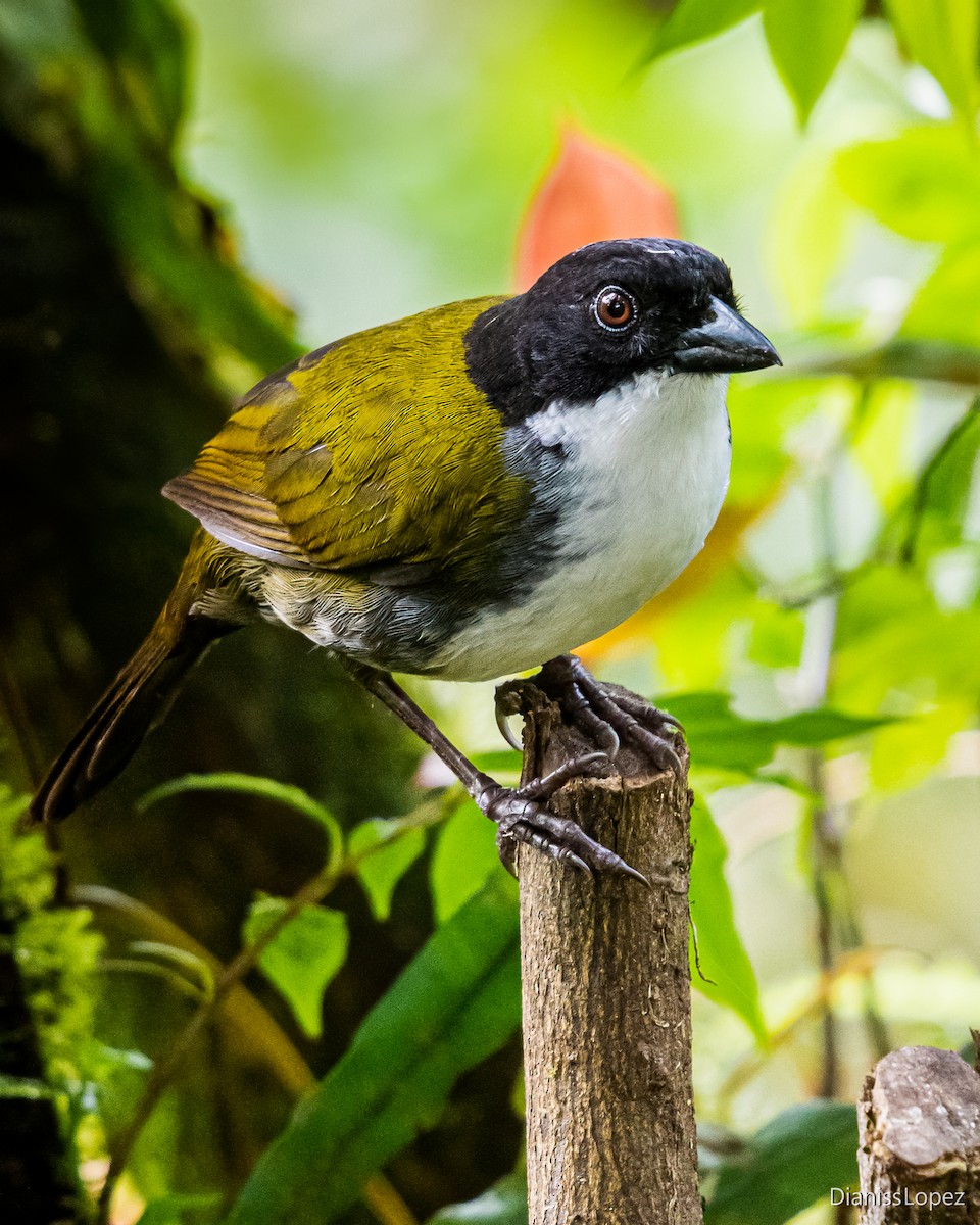 Black-headed Brushfinch - Diana López G