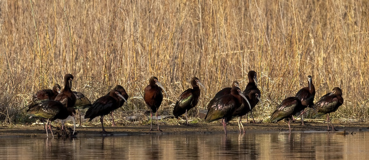 White-faced Ibis - ML567010881