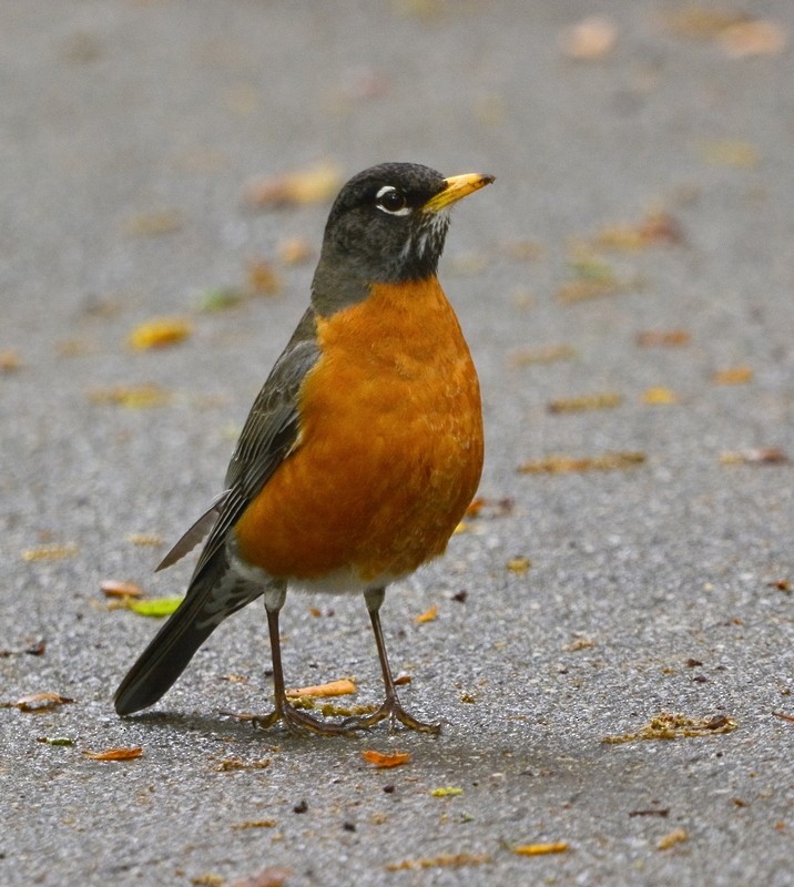 American Robin - ML567011941