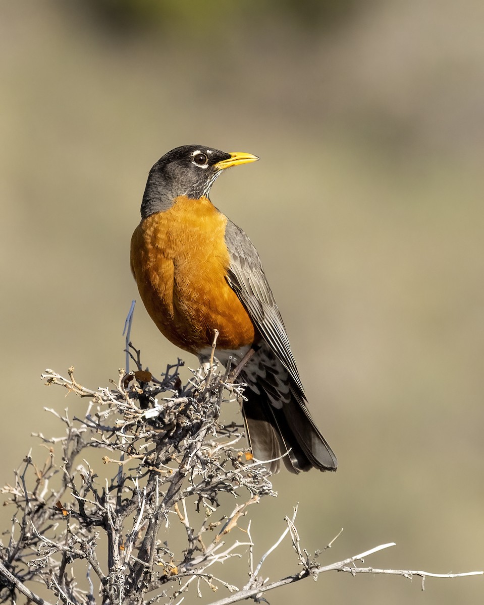 American Robin - ML567012031