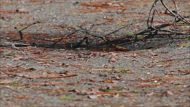 Mountain Chickadee - ML567012391