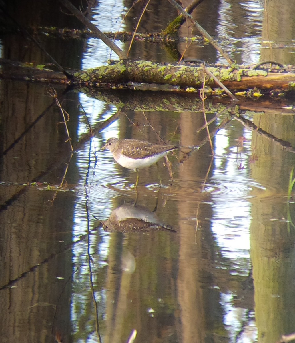 Solitary Sandpiper - Kenneth G.D. Burrell