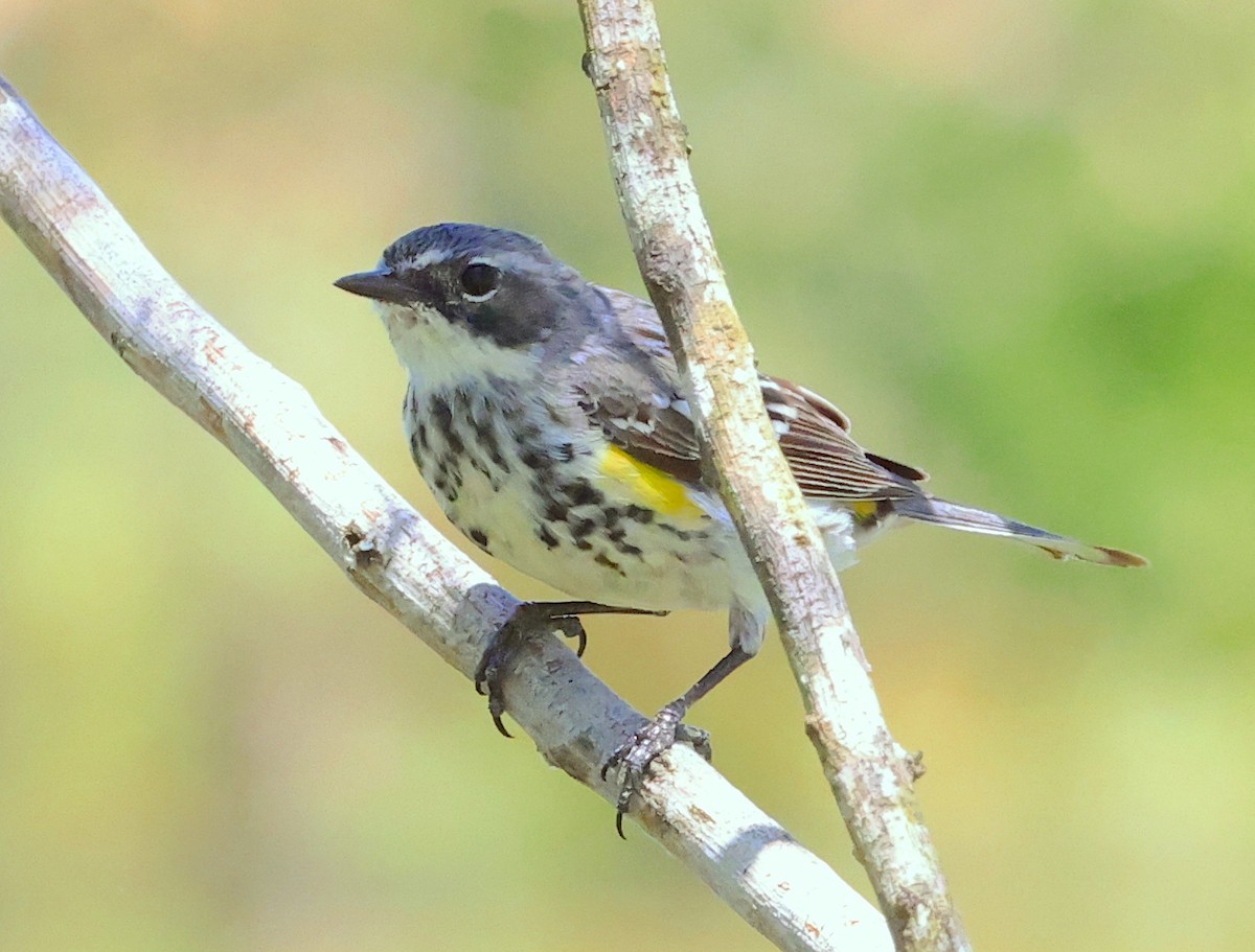 Yellow-rumped Warbler - ML567013521