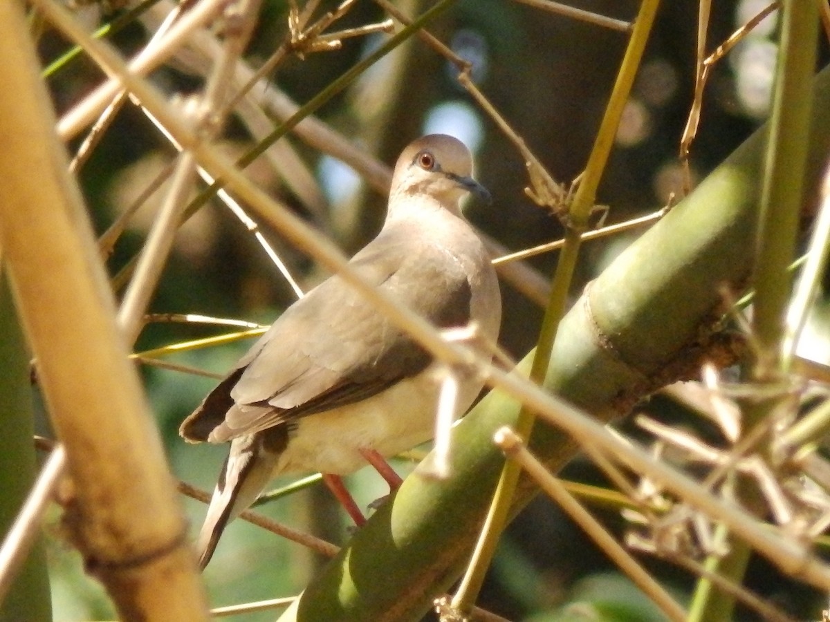 White-tipped Dove - ML567013661