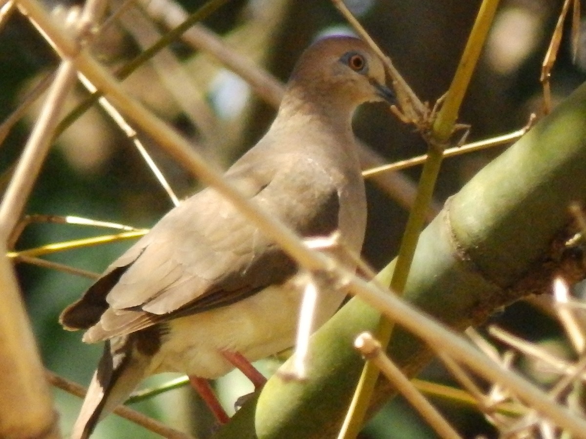 White-tipped Dove - ML567013761