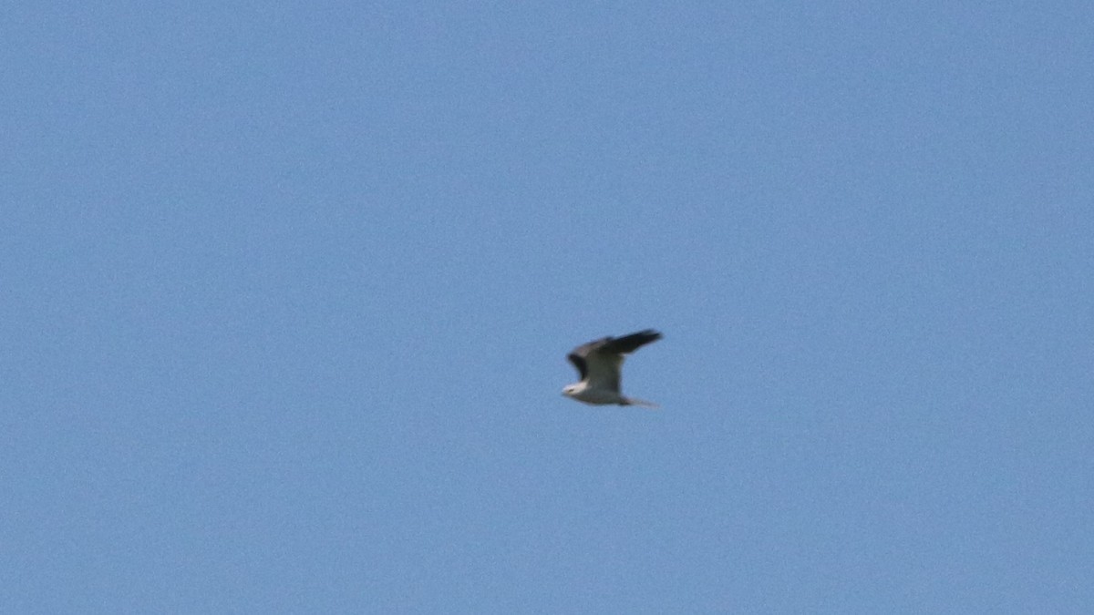 White-tailed Kite - ML567013821
