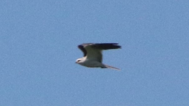 White-tailed Kite - ML567013831