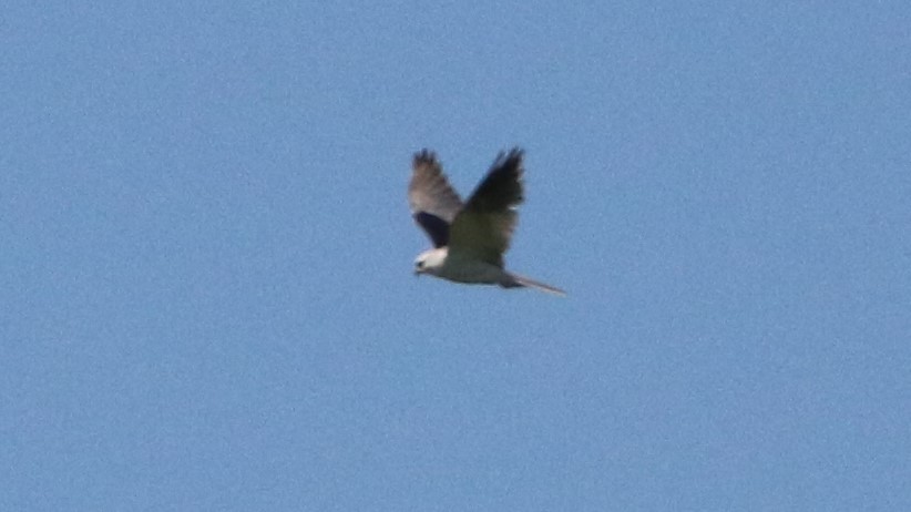 White-tailed Kite - ML567013841
