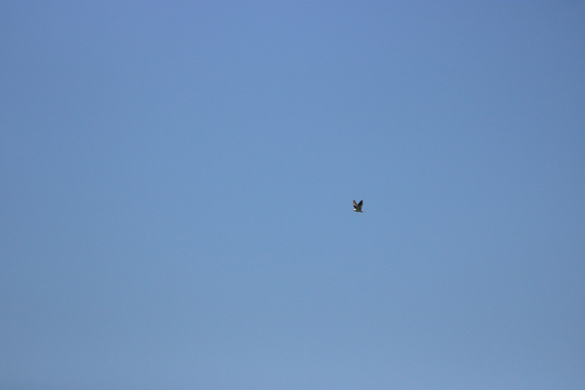White-tailed Kite - ML567013851