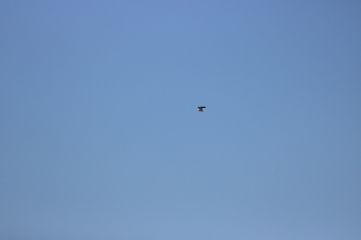 White-tailed Kite - ML567013861