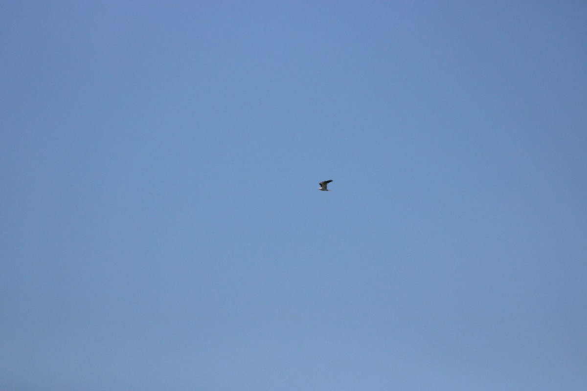 White-tailed Kite - ML567013871