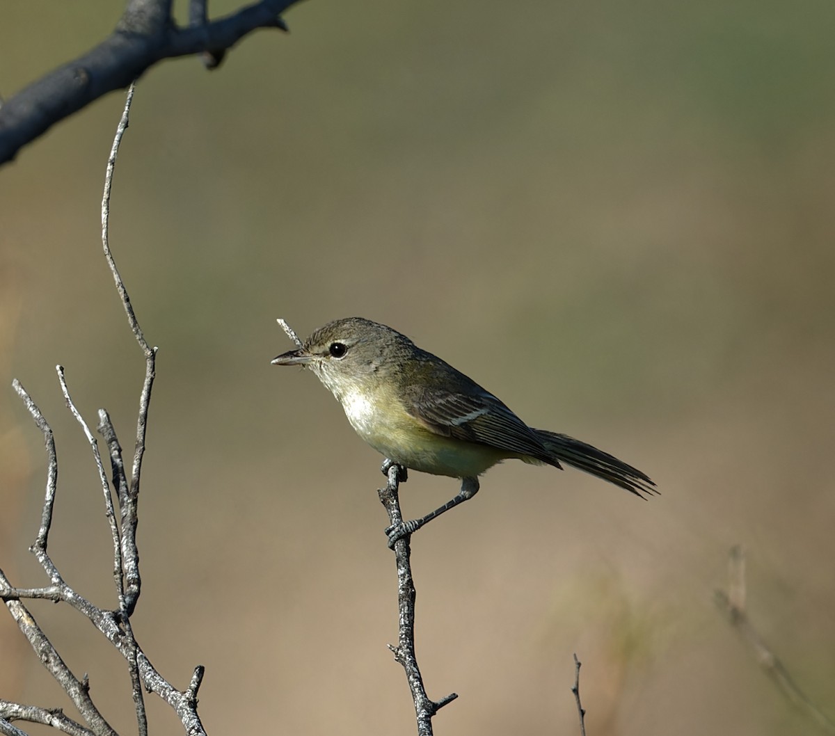 Bell's Vireo - ML567014581